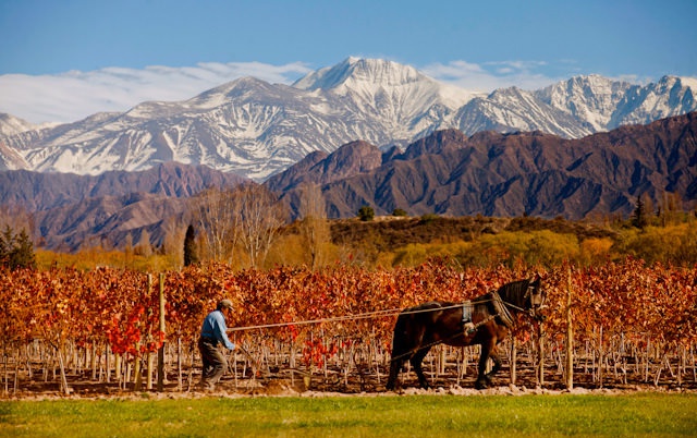 1 - Ploughing the fields, Mendoza wine region