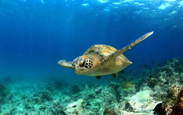 4 - Snorkelling with Sea Turtles