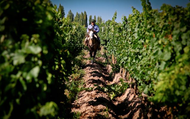 2 - Exploring the vineyards of Mendoza